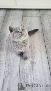 Photo №1. british shorthair - à vendre en ville de Faible | négocié | Annonce № 173859
