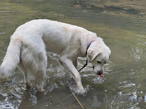 Photo №1. chien bâtard - à vendre en ville de Moskova | Gratuit | Annonce №170554