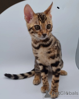 Photo №1. bengal - à vendre en ville de Berlin | négocié | Annonce № 135137