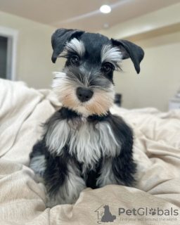 Photo №4. Je vais vendre schnauzer miniature en ville de Шуя. éleveur - prix - 473€