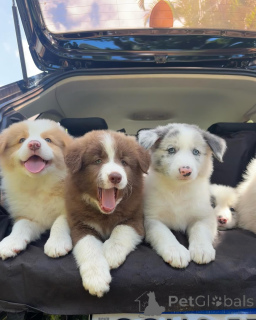 Photo №1. border collie - à vendre en ville de Berlin | négocié | Annonce №159497