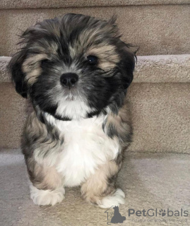 Photo №1. shih tzu - à vendre en ville de Бреда | Gratuit | Annonce №99893