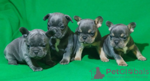 Photo №1. bouledogue - à vendre en ville de Duisburg | 450€ | Annonce №41586