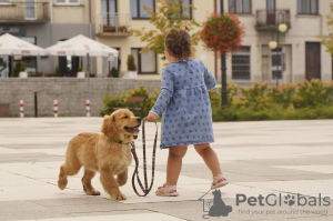 Photos supplémentaires: Filles Golden Retriever