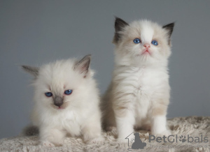 Photo №1. ragdoll - à vendre en ville de Berne | négocié | Annonce № 120128