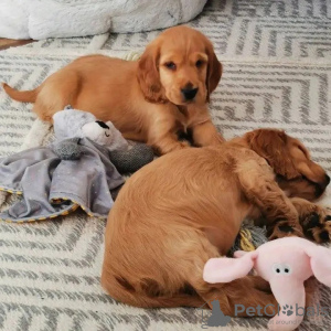 Photo №1. cocker spaniel anglais - à vendre en ville de Olten | 450€ | Annonce №13368