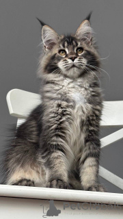 Photo №3. Mainécoon. Danemark