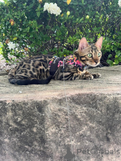 Photo №1. bengal - à vendre en ville de Diététikon | 750€ | Annonce № 152635