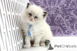 Photo №1. ragdoll - à vendre en ville de Berlin | 300€ | Annonce № 170238