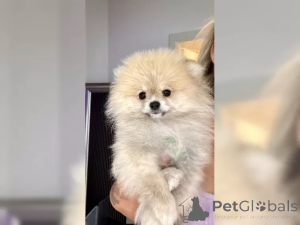 Photo №3. Chiots poméraniens zwergspitz. Allemagne