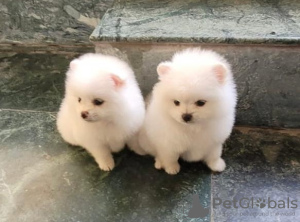 Photo №3. Pomérane adorable. La croatie