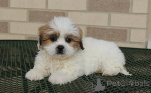 Photo №1. lhassa apso - à vendre en ville de Fagevrik | négocié | Annonce №162551