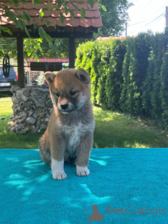 Photo №3. Chiot shiba-inu. Serbie