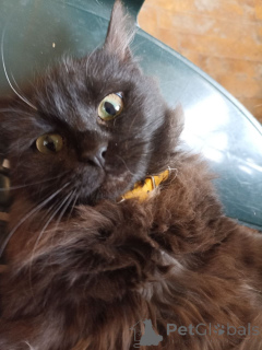 Photo №2 de l'annonce № 166408 de la vente bombay - acheter à Georgia annonce privée