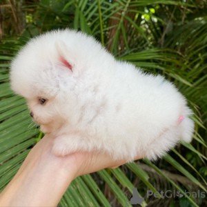 Photo №4. Je vais vendre spitz allemand en ville de Bondorf. annonce privée - prix - négocié