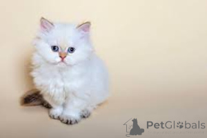 Photo №1. selkirk rex à poil ras - à vendre en ville de Helsinki | 500€ | Annonce № 166338