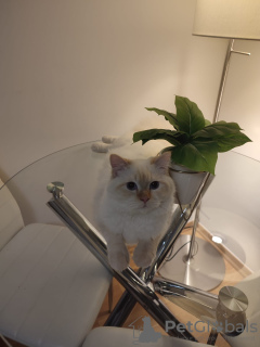 Photo №2 de l'annonce № 129051 de la vente neva masquerade - acheter à Allemagne 