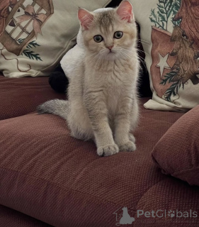 Photo №2 de l'annonce № 156693 de la vente british shorthair - acheter à Irlande annonce privée