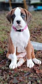 Photo №1. boxer - à vendre en ville de Lisbonne | 700€ | Annonce №165952