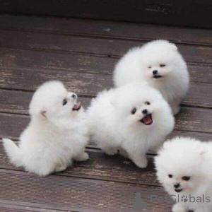 Photo №3. superbes chiots de Poméranie disponibles. Luxembourg