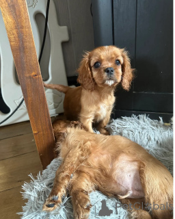 Photo №2 de l'annonce № 148580 de la vente cavalier king charles spaniel - acheter à République Tchèque annonce privée