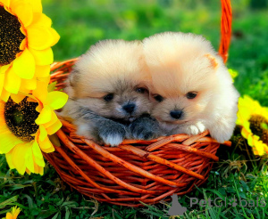 Photo №1. spitz nain - à vendre en ville de Baden-Baden | négocié | Annonce №166147