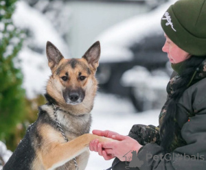 Photos supplémentaires: Beau chien métis Yasna 2 ans entre de bonnes mains