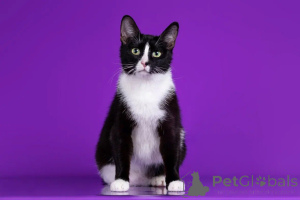 Photo №2 de l'annonce № 144541 de la vente  - acheter à Fédération de Russie de la fourrière