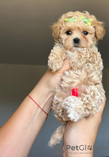 Photo №3. Mignon chiot Maltipoo à adopter. Allemagne