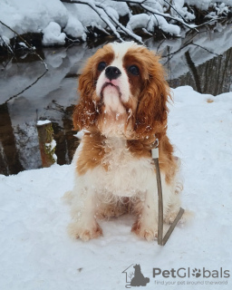 Photo №3. Magnifique mâle Cavalier King Charles Spaniel. Fédération de Russie