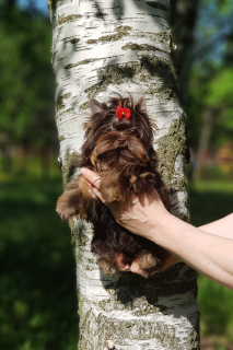 Photo №1. yorkshire terrier - à vendre en ville de Saint-Pétersbourg | Négocié | Annonce №2676