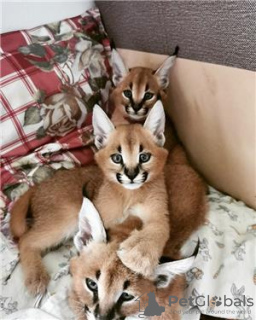 Photo №3. Chat Serval, Chat Ocelot, Chat Caracal Pour disponible. Allemagne