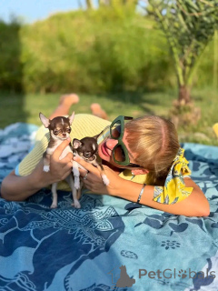 Photo №1. chihuahua - à vendre en ville de Bronxville | 969€ | Annonce №168689