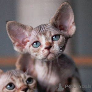 Photo №1. devon rex - à vendre en ville de Riga | négocié | Annonce № 171387