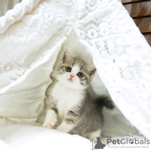 Photo №1. british shorthair - à vendre en ville de Thunder Bay | 757€ | Annonce № 123806