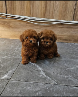 Photo №1. caniche (jouet) - à vendre en ville de Riga | négocié | Annonce №176282