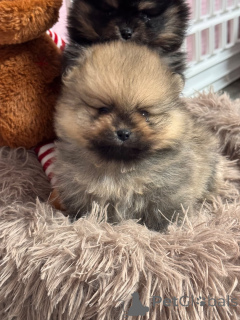 Photo №1. spitz allemand - à vendre en ville de Arrondissement de Paris | Gratuit | Annonce №162730