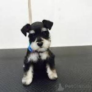 Photo №2 de l'annonce № 169506 de la vente schnauzer miniature - acheter à La finlande annonce privée, éleveur