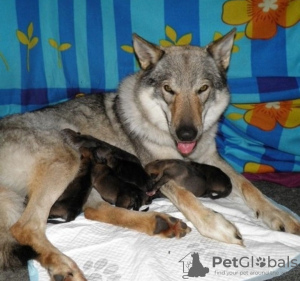 Photo №4. Je vais vendre chien-loup tchécoslovaque en ville de Москва. éleveur - prix - négocié