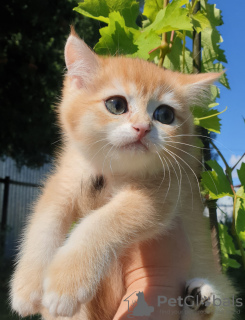 Photo №1. british shorthair - à vendre en ville de Izhevsk | 493€ | Annonce № 112319