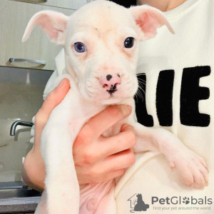 Photo №2 de l'annonce № 84218 de la vente american bully - acheter à La finlande annonce privée