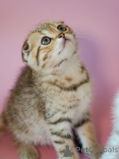 Photo №2 de l'annonce № 161687 de la vente  - acheter à USA 