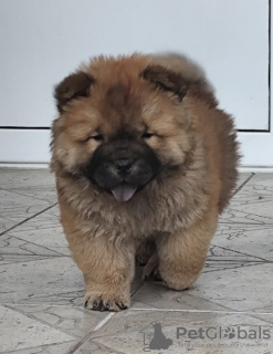 Photo №1. chow-chow - à vendre en ville de Belgrade | 250€ | Annonce №108974