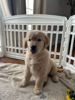 Photo №1. golden retriever - à vendre en ville de Bettambur | 678€ | Annonce №167406