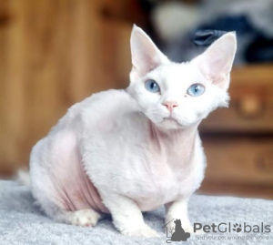 Photo №2 de l'annonce № 123673 de la vente devon rex - acheter à Allemagne annonce privée