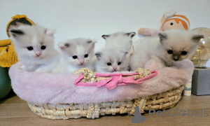 Photo №1. ragdoll - à vendre en ville de Lige | Gratuit | Annonce № 167513