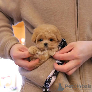 Photo №3. Chiots Maltipoo à la recherche d'une nouvelle maison Business WhatsApp. Belgique