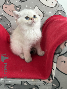 Photo №1. exotic shorthair - à vendre en ville de Zgierz | 523€ | Annonce № 146288