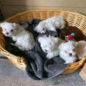 Photo №1. bichon maltais - à vendre en ville de Rüti | 350€ | Annonce №13359