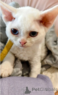 Photo №3. Chatons Devon Rex. Allemagne